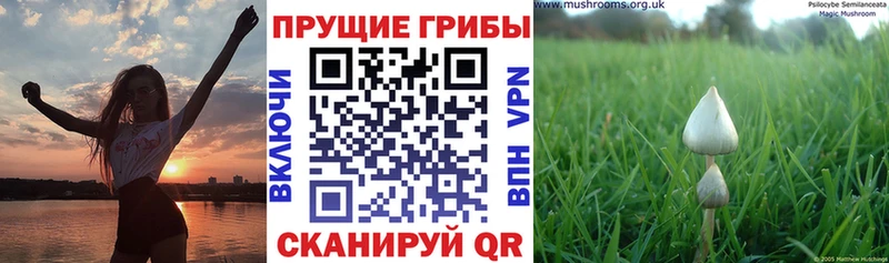 что такое   MEGA вход  Галлюциногенные грибы мухоморы  Елабуга 